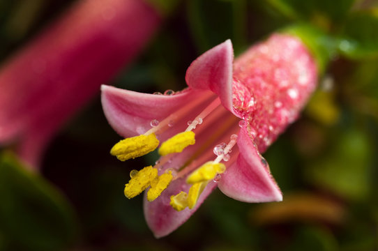 A close up of a fuschia in early morning dew.
