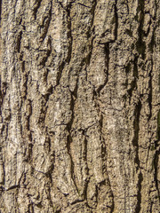Tree bark texture background.