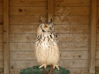 A beautiful Bengal Eagle Owl Bubo Bengalensis sitting on his perch