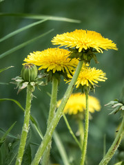Beautiful yellow dandelion flower among the greens