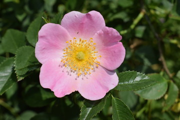 Kwitnmąca dzika róża Wild rose flower blooming