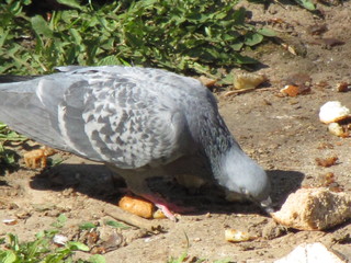 Голубь нашел лакомый кусочек