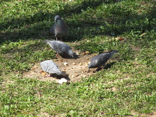 Голуби кушают