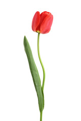 red tulips isolated on white background. Top view. Flat lay pattern