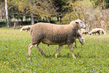 Obraz na płótnie Canvas Sheep on the field