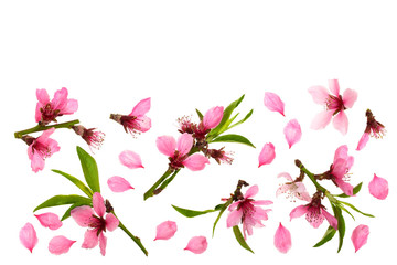 Cherry blossom, sakura flowers isolated on white background with copy space for your text. Top view. Flat lay pattern