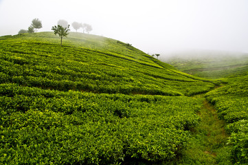 Fototapeta na wymiar Hills with tea plants, Sri Lanka, Nuwara Eliya