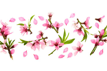 Obraz na płótnie Canvas Cherry blossom, sakura flowers isolated on white background with copy space for your text. Top view. Flat lay pattern