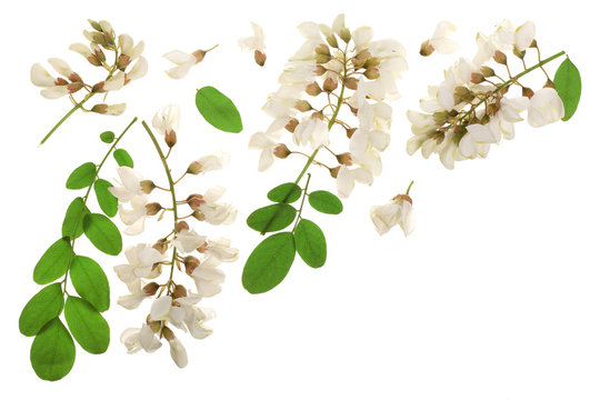 Blossoming acacia with leafs isolated on white background, Acacia flowers, Robinia pseudoacacia with copy space for text