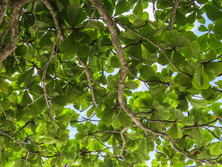 Branches of trees with green leaves against the sunny sky.