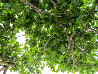Green foliage of tree against the sky in sunny and bright day.