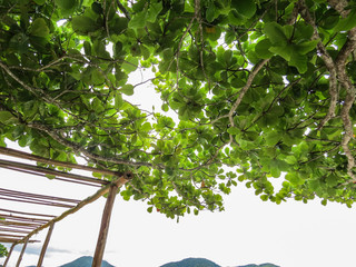 Green foliage of tree and gazebo in sunny and bright day, with hills and sky in the background.