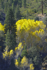 Fall foliage colors mark the shift in seasons in the Sierra Nevada Mountains.
