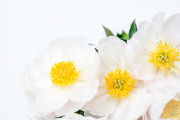 Fototapeta premium Beautiful bouquet of white Chinese peonies