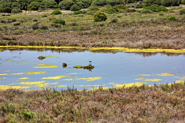 ria formosa