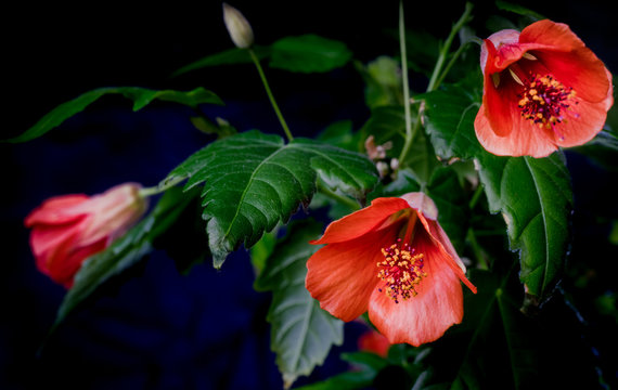 Orange abutilon blossom