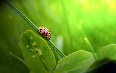 ladybug on green branches in the jungle