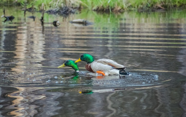 Confused Male Mallard