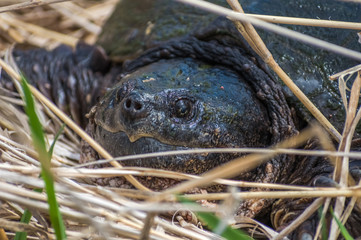 Snapping Turtle In Marsh