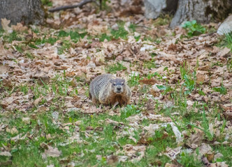 Isolated Groundhog Looking At Camera