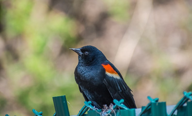 Red-Winged Blackbird On Fence