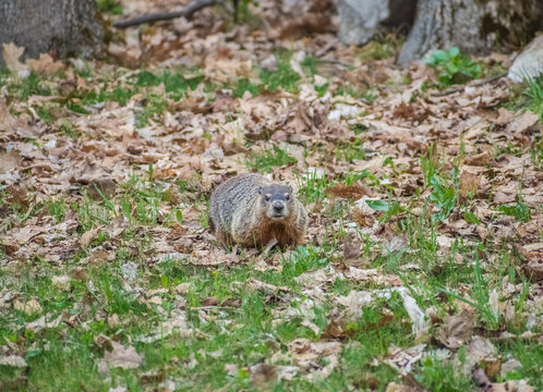 Isolated Groundhog Looking At Camera