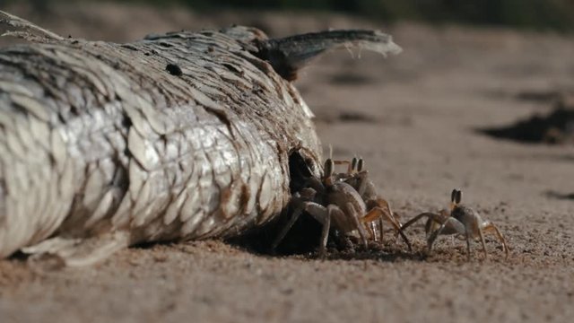 crabs to walk and eat dead fish along the coast of Cabo Ledo. Angola. Africa.