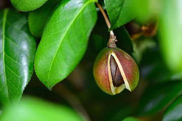 椿の実 / Camellia seeds
