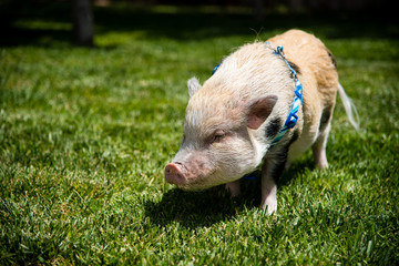 Pet Pig Walking In The Grass © chased750