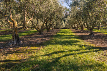 olive grove with mature olive trees in autumn