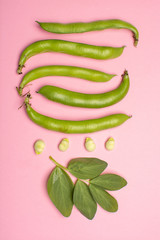 Flat lay food concept with fresh green ripe bread beans copy space close up isolated on pink background