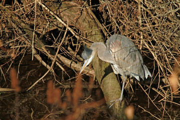 A heron fishing