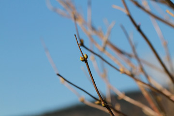 A closeup of buds on a tree branch