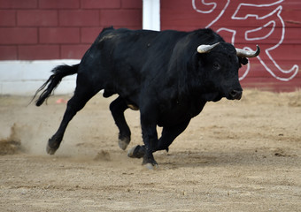 bull