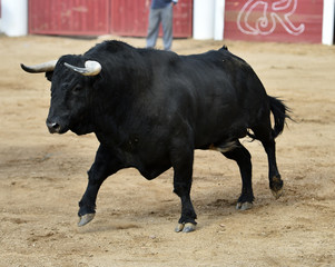 bull