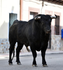 bull