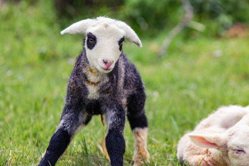 Little sheep on the field © Jacek
