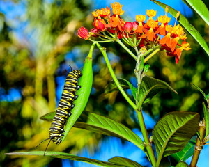 Monarch butterfly caterpillar and flower in the garden