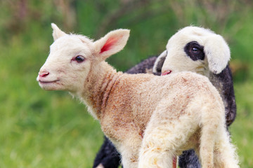 Little sheep on the field © Jacek