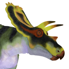 Anchiceratops Dinosaur Head - Anchiceratops ornatus was a herbivorous Ceratopsian dinosaur that lived in Alberta, Canada in the Cretaceous Period.