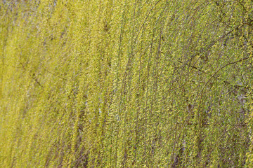 Green willow twigs, close-up shots