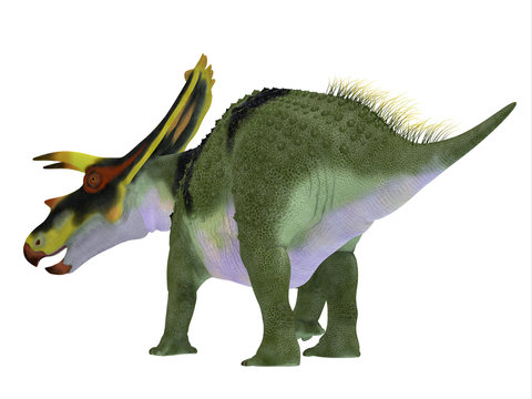Anchiceratops Dinosaur Tail - Anchiceratops ornatus was a herbivorous Ceratopsian dinosaur that lived in Alberta, Canada in the Cretaceous Period.