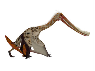 Pterodaustro Reptile on White - Pterodaustro guinazui was a carnivorous flying reptile that lived in South America during the Cretaceous Period. © Catmando