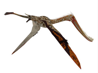 Obraz premium Pterodaustro Reptile Tail - Pterodaustro guinazui was a carnivorous flying reptile that lived in South America during the Cretaceous Period.