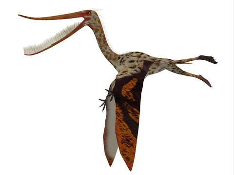 Pterodaustro Reptile Side Profile - Pterodaustro guinazui was a carnivorous flying reptile that lived in South America during the Cretaceous Period.