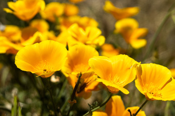Fototapeta premium Spring Flowers, Floral, Poppy, Poppies, California Poppies, California Poppy