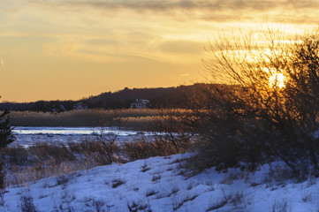 Fototapeta premium Phragmites in marsh being lit by afternoon sun