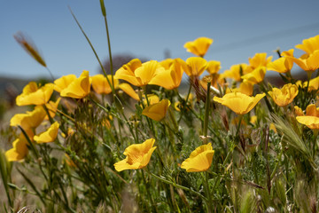 Spring Flowers, Floral, Poppy, Poppies, California Poppies, California Poppy