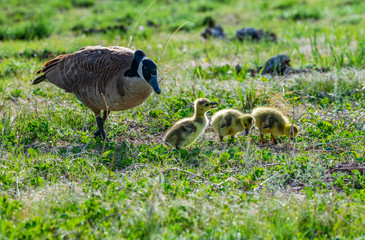 Canada Goose Family with New Hatchlings