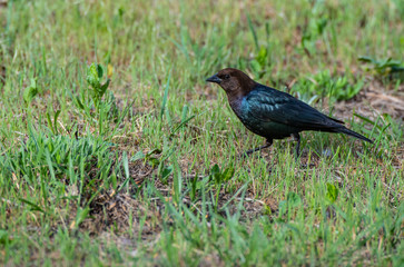 A Brown-headed Cowbird in a Field